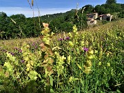 Sui sentieri dal Passo di Crosnello spettacolo del Giglio martagone - 16giu22 - FOTOGALLERY